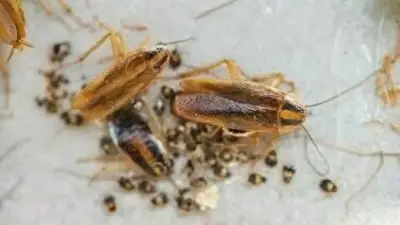 5 Hidden Signs of Cockroach Infestation You Might Be Missing