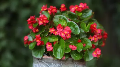 5 Low-Light Flowering Plants That Bloom Beautifully Without Sunlight