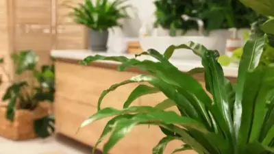 5 Low-Maintenance Bathroom Plants: ZZ, Chinese Evergreen, Spider, Bamboo Palm, Bird's Nest Fern