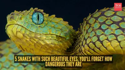 5 Snakes with Stunning Eyes That Will Change How You See Them