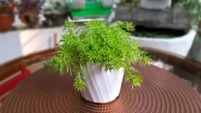 6 Fascinating Non-Flowering Plants That Thrive in Nature