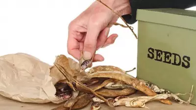 6 Simple Tips to Store Plant Seeds Carefully for Long-Term Viability