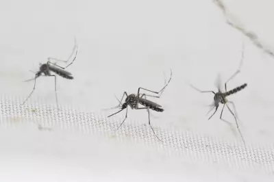 62-Year-Old Woman Dies of Dengue Fever in Palakkad's Karimpuzha
