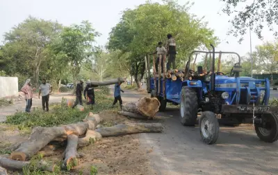 68 Trees to Be Axed for Cycle Track Construction in Chandigarh