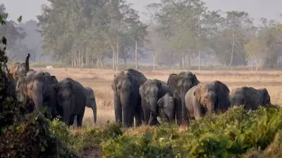 A Long-Term Strategy for Coexistence with Wildlife