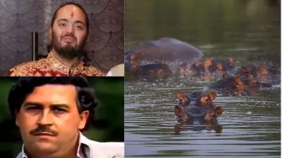 Anant Ambani offers to relocate Pablo Escobar's hippos from Colombia to India