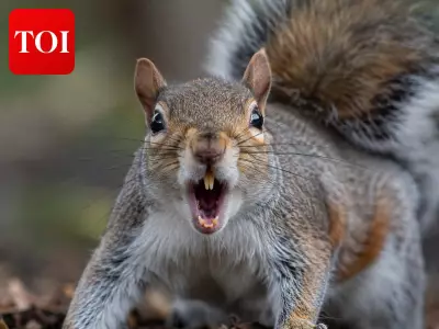 Ancient Squirrels Ate Mammoth Meat, New Study Reveals