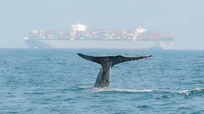 Ancient Whale Graveyard Sheds Light on Ocean Ecosystems