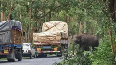 Bandipur Reopening Demand Sparks Strong Backlash