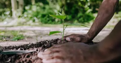 BDA Plans 15 Lakh Saplings on June 27, Aims for Guinness World Record