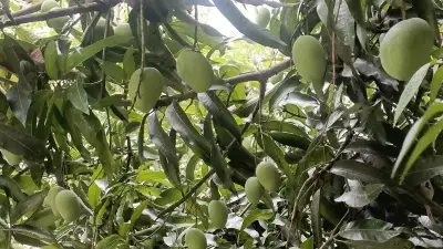 Bengaluru's Backyard Mango Economy Thrives as Residents Share Fruit