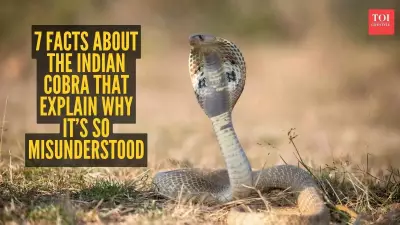 Beyond the Hood: Surprising Facts About the Indian Cobra