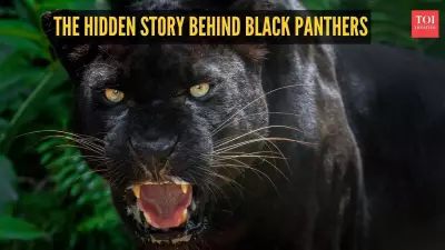 Black Panther: 5 Fascinating Facts About the Rare Big Cat