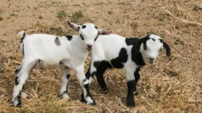 Canadian Farmer Kicks Cougar to Save Pet Goat Named After Ninja Turtle