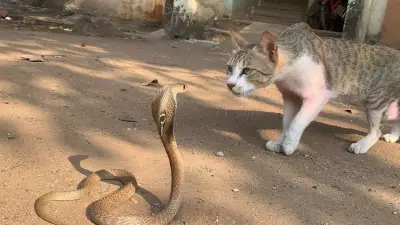 Cats vs Snakes: Which Is Faster? Reflexes and Survival Strategies