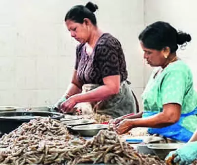 CM Naidu intervenes, aqua feed prices slashed by Rs 4 per kg