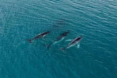 Cold War Submarine Listening Network Accidentally Recorded Whale Songs