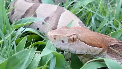 Copperhead Snake Activity Rises Across Georgia as Summer Heat Intensifies