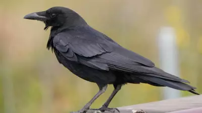Crows Recognize Human Faces and Remember Them for Years, Study Reveals
