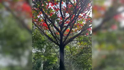 Cubbon Park Book Explores City's Green Heart Through Citizens' Eyes