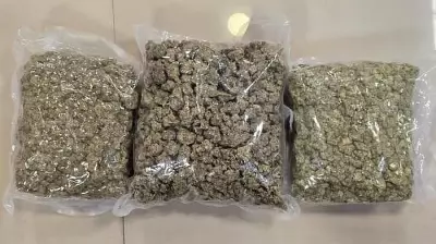 Customs Seize Rs 3.57 Crore Hydroponic Ganja at Bengaluru Airport
