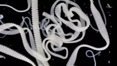 Dangerous Tapeworm Spreads to Pacific Northwest, Infecting Coyotes and Threatening Humans