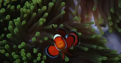Ecologist's Deep-Sea Diving Notes Reveal Ocean's Fragile Beauty