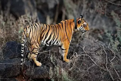 Elusive Tiger Continues Rampage in Andhra Pradesh, Authorities on Alert