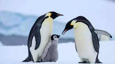 Emperor Penguins' Incredible Winter Survival Strategy in Antarctica Revealed