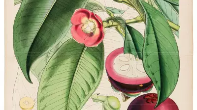 Exhibition in Bengaluru Shows How Plants Shape Politics and Economy