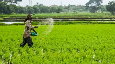 Fertiliser Shortage Triggers Panic Among Farmers in Mysuru