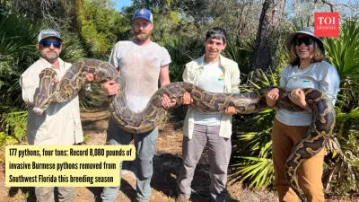 Florida Python Hunters Break Record with 177 Snakes Caught in One Season