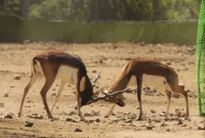 Forest Department Struggles to Capture Blackbucks in Rajkot for 45 Days