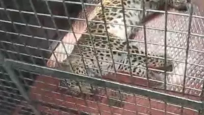 Four Injured in Leopard Attack in Karnataka's Holenarsipur