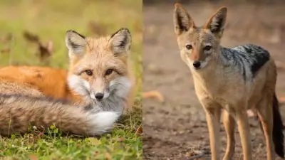 Fox vs Jackal: Key Differences in Appearance, Behavior, and Movement