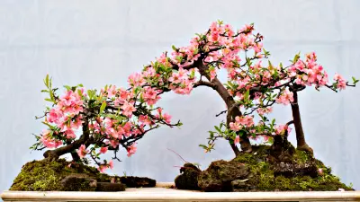 From Elite Hobby to Modern Art: The Evolution of Bonsai