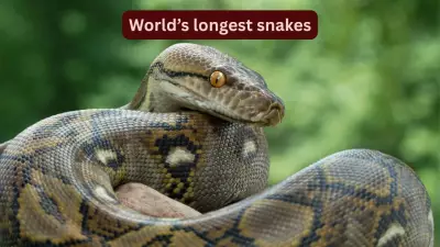 From Pythons to Anacondas: World’s Longest Snakes and Where to Spot Them