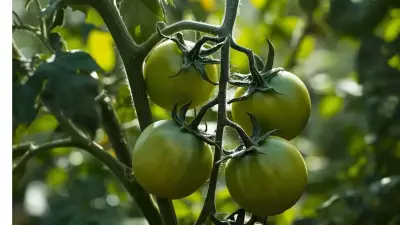 Galápagos Tomato Challenges Darwin's Evolution with Ancient Defense Reactivation