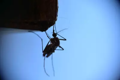 Google's Debug Program Seeks EPA Nod to Release 32 Million Wolbachia Mosquitoes