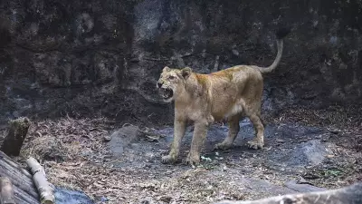 Gujarat: Lioness Kills 5-Year-Old, 5th Fatal Attack in a Month