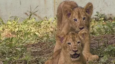 Gujarat Minister Says Lion Cub Deaths Due to Heat, Not Babesia