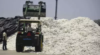 Gujarat Textile Industry Welcomes Centre's Suspension of 11% Cotton Import Duty