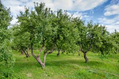 High Temperatures and Low Humidity Can Hinder Fruit Development: PAU Experts