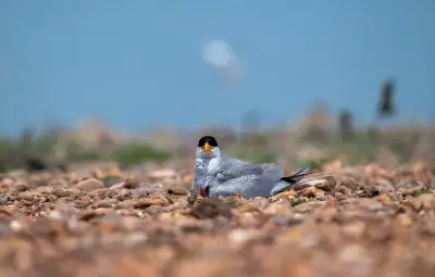 Hirakud Wetland Sees Surge in Summer Bird Nesting, 19 Species Recorded