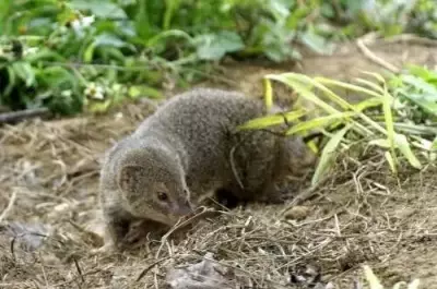 How a Well-Intentioned Mongoose Introduction Devastated a Japanese Island's Ecosystem