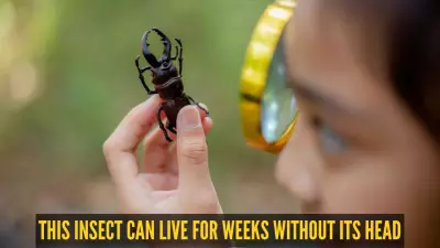 How Cockroaches Survive a Week Without Their Heads: Anatomy Explained