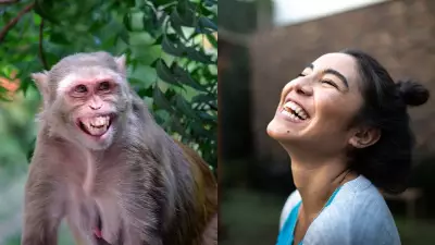 Human and Great Ape Laughter Share Similar Rhythmic Patterns
