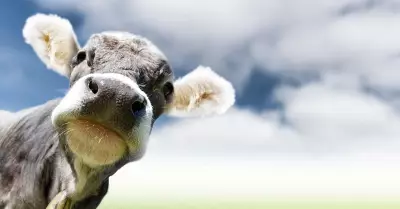 IIT Roorkee Study: Cow Urine Compounds Fight Chikungunya Virus