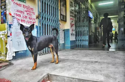 Jadavpur University Students Demand Dog Feeding Zones and Shelter Renovation