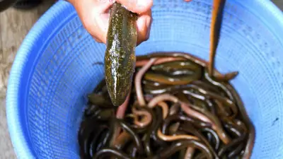Japan sells first captive-bred eels, a milestone for sustainability